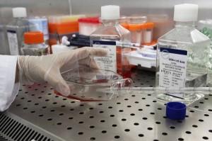 24606352_staminali-appello-di-13-big-mondiali-in-italia-regole-sotto-attacco-intervenga-la-ue-0