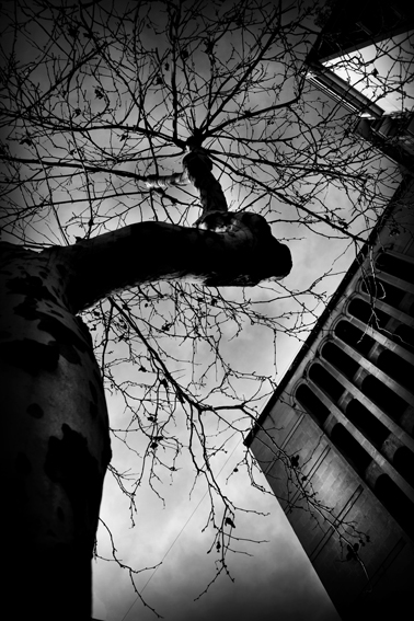 The Tree of Life-2011-F.papa