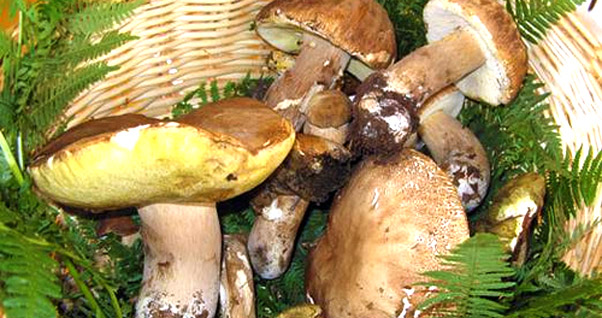 funghi_sicilia