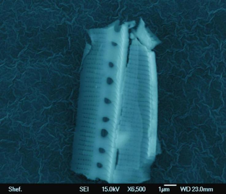 dia_01_941-705_resize