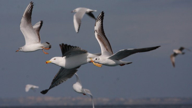 Numerose-specie-di-Gabbiani-si-accodano-ai-pescherecci-ed-in-modo-particolare-Gabbiani-reali-e-Gabbiani-comuni