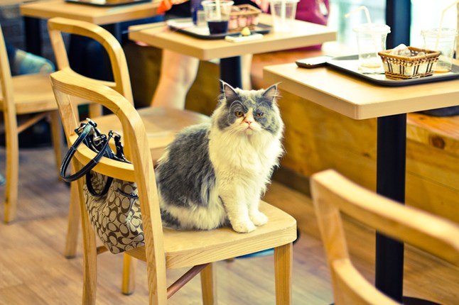 cat Caffe