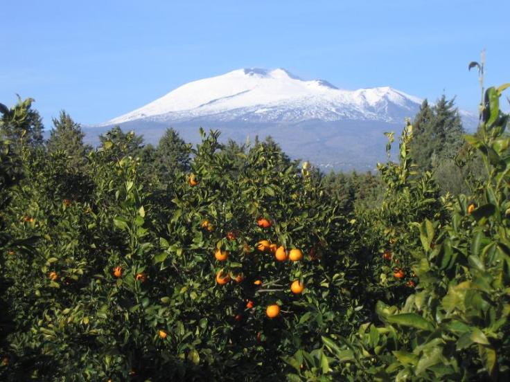 etna_agrumi