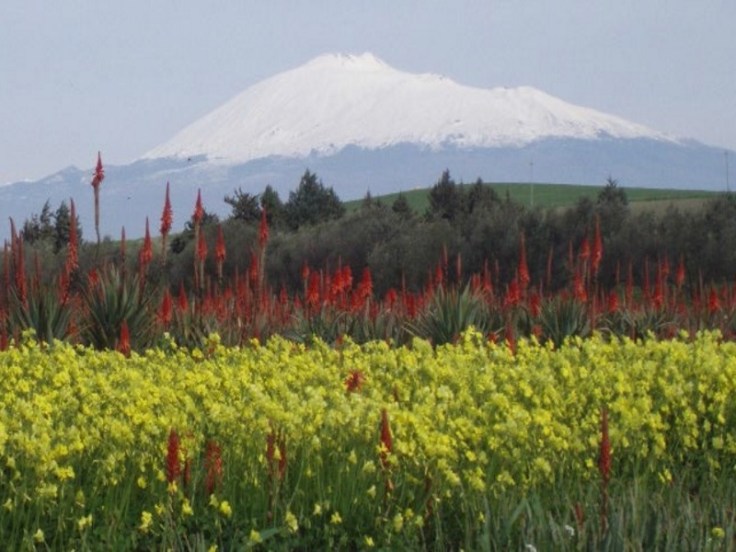 aloe-arborescens-sicilia-labruzzese-aloe-arborescens-etnea